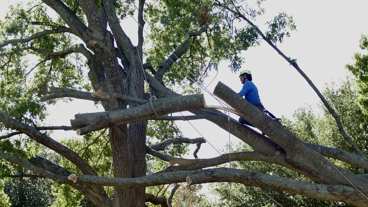 Professional Hazardous Tree Removal performed by certified arborists in Bellvue