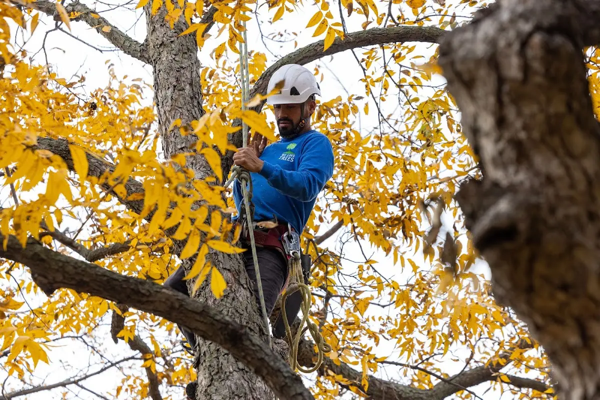 Skilled Tree Planting crew working in Bellvue