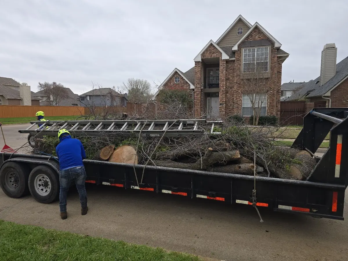 Expert Tree Removal with proper safety equipment in Bellvue